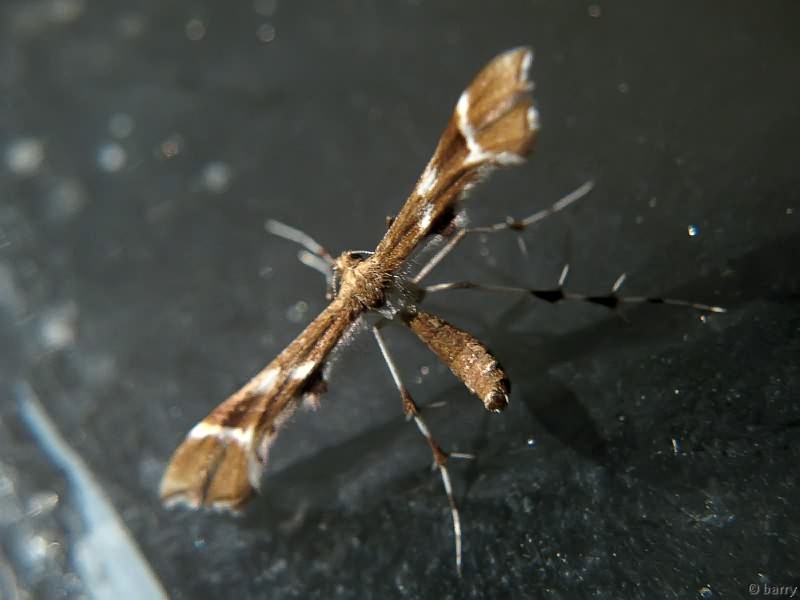 Cnaemidophorus rhododactyla (Denis & Schiffermüller, 1775)